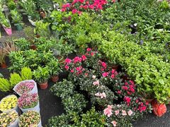 -大自然花鸟鱼虫市场