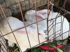 -大自然农场蔬菜草莓采摘园