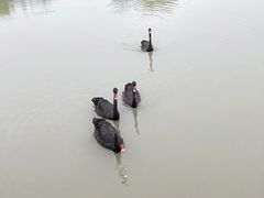 -长兴太湖图影湿地文化园