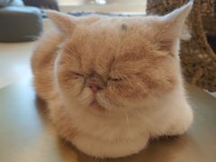 -飞行喵MR PILOT|猫舍·猫咖(静安大融城店)