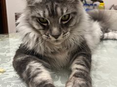 -十年猫舍·猫咪专门店(普陀店)