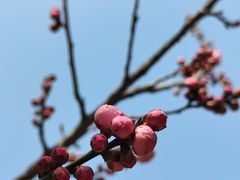 -无锡梅园公园