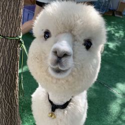 -萌宠亲子动物乐园(槐房万达店)