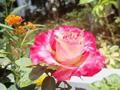 -人民公园(罗湖区)