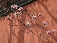 -梅花山(明孝陵内)