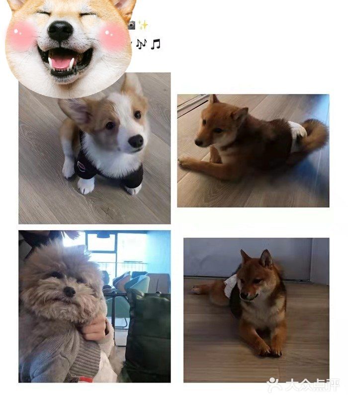 薅羊毛!西安养狗人必打卡的活动!不容错过!