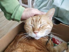 -李小姐の猫咖啡馆(五角场店)