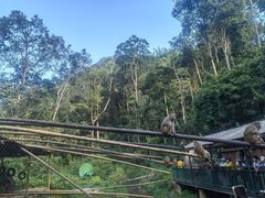 -西双版纳原始森林公园