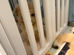 -Oh My Dog宠物沙龙(伊珊娜皮毛护理店)