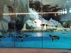 -帝企鹅自助餐厅•儿童岛•真企鹅(长隆企鹅酒店)