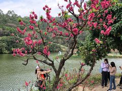 -南国桃园旅游度假区