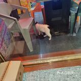 探店记：烤肉店必点