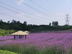 -紫颐香薰山谷景区