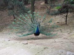 -西安秦岭野生动物园