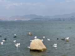 -洱海月湿地公园