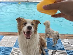 -爪吧宠物乐园 (温榆河示范区店)