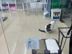 -瑞派动物医院·猫专科·至诚(江南中分院)