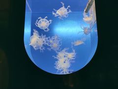 -左海海底世界