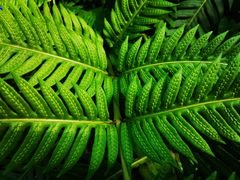 -国家植物园南园