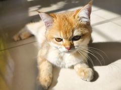 -博特宠物医院24h犬猫全科.骨科·异宠