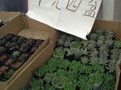-龙大花卉苗木市场
