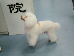 -佳怡动物医院·平价24小时·猫专科骨外科