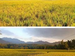 -小桂湾