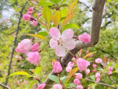 -上海共青森林公园