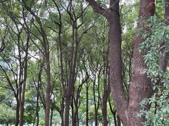 -陆家嘴中心绿地