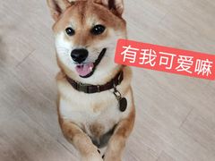 -柴犬高等学院·狗咖·柴犬售卖·宠物训练
