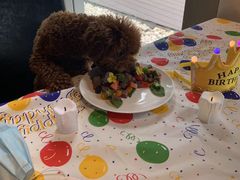 -百好乐宠物友好餐厅(朝外大街店)