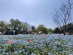 -上海滨江森林公园
