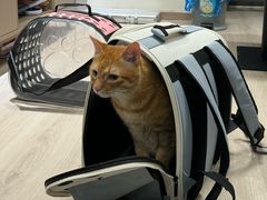 -PETKIT 小佩宠物·低压洗护·美容·寄养(安远店)