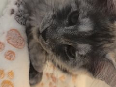 -小猫来了·猫咪专售(红山六九七九店)