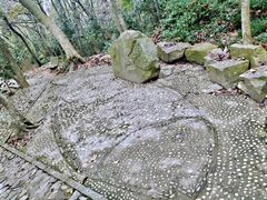 -上海佘山国家森林公园天马山园