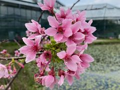 -中国科学院华南植物园