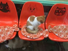 -猫咪博物馆(顶澳仔猫街店)