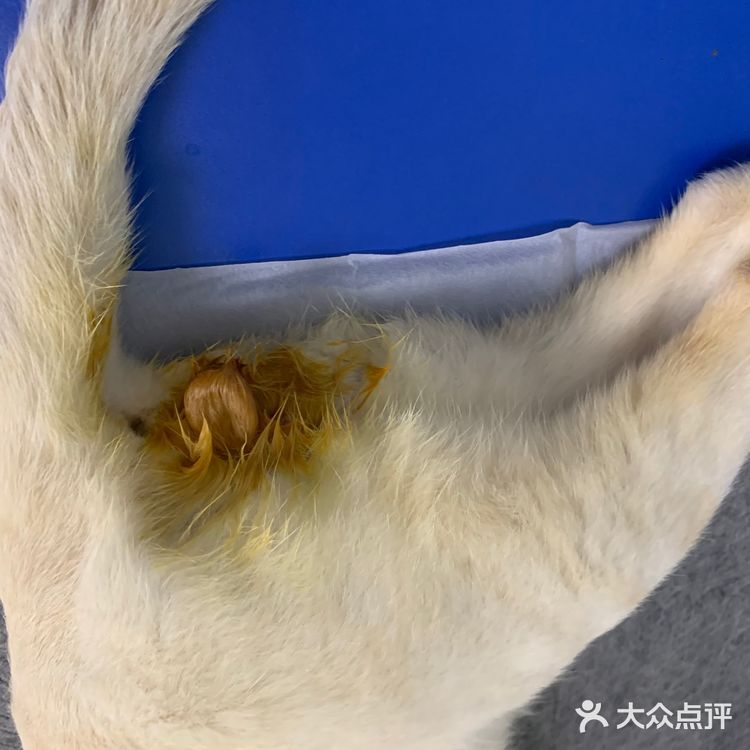 石家庄最良心的宠物医院!