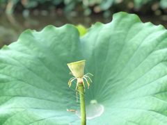 -陈家山荷花公园