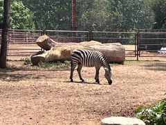 -大连森林动物园