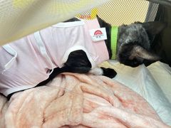 -美联众合动物医院·24h京西诊疗中心