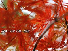 -秋霞圃