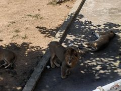 -西霞口神雕山野生动物世界