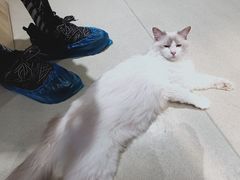 -藏猫猫咖啡主题馆(中央大道店)