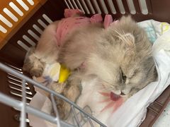 -纳吉亚猫专科动物诊疗中心(蒋宅口分院)