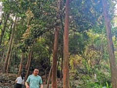 -火炉山森林公园