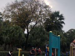 -神仙树公园