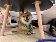 -逗柴咖啡屋·狗咖猫咖宠物桌游