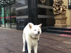 -守诺宠物医院·眼科· 特色牙科·异宠专科(虹口店)