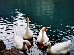 -靖西鹅泉风景区